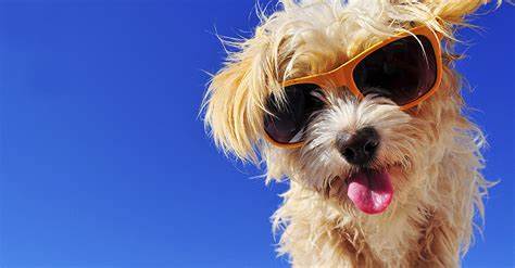 10 Ways To Keep Your Dog Safe In The Summer